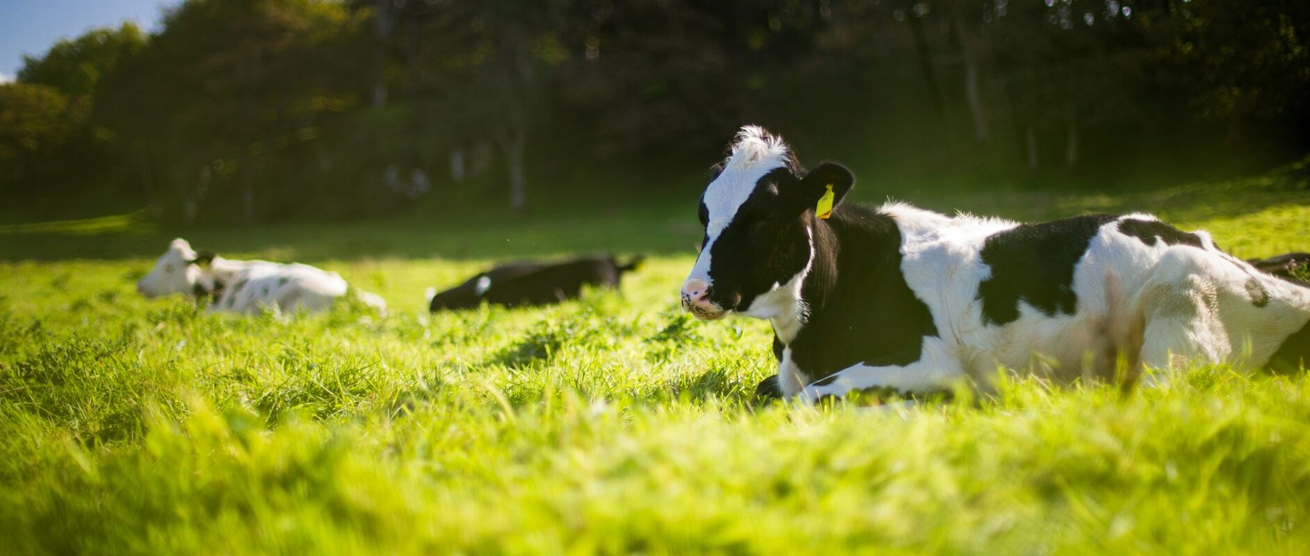 d5129337043e3628165cb4f85bebb952